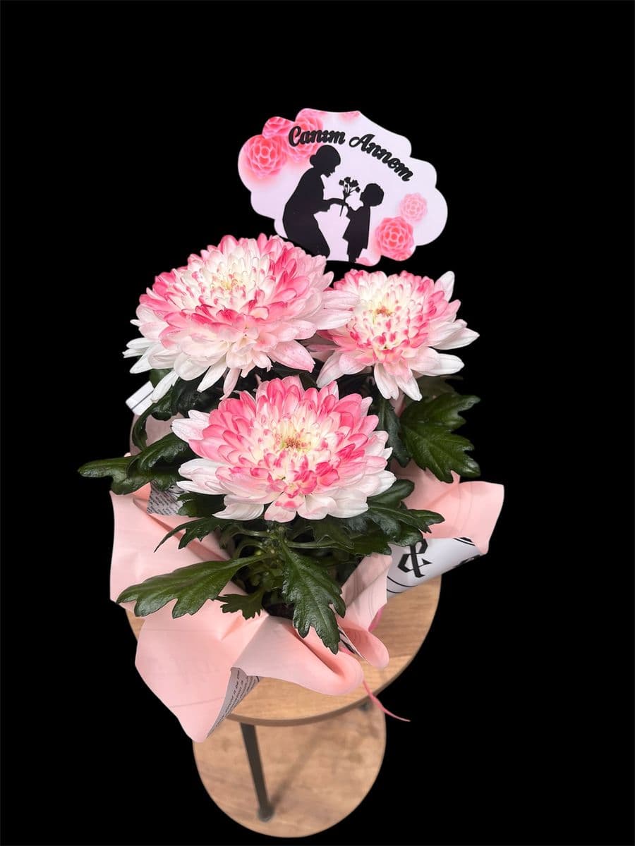 Pembe Anastasia Güzelliği - Görsel 1