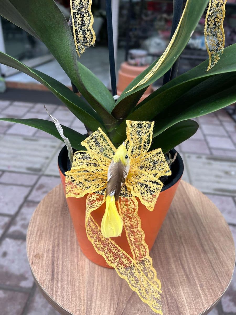 Altın Peri Orkide - Küçük Görsel 3