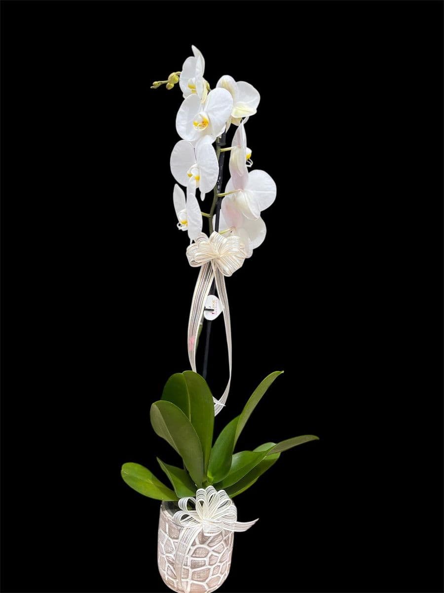 Taş Desenli Saksıda Lıke Orkide