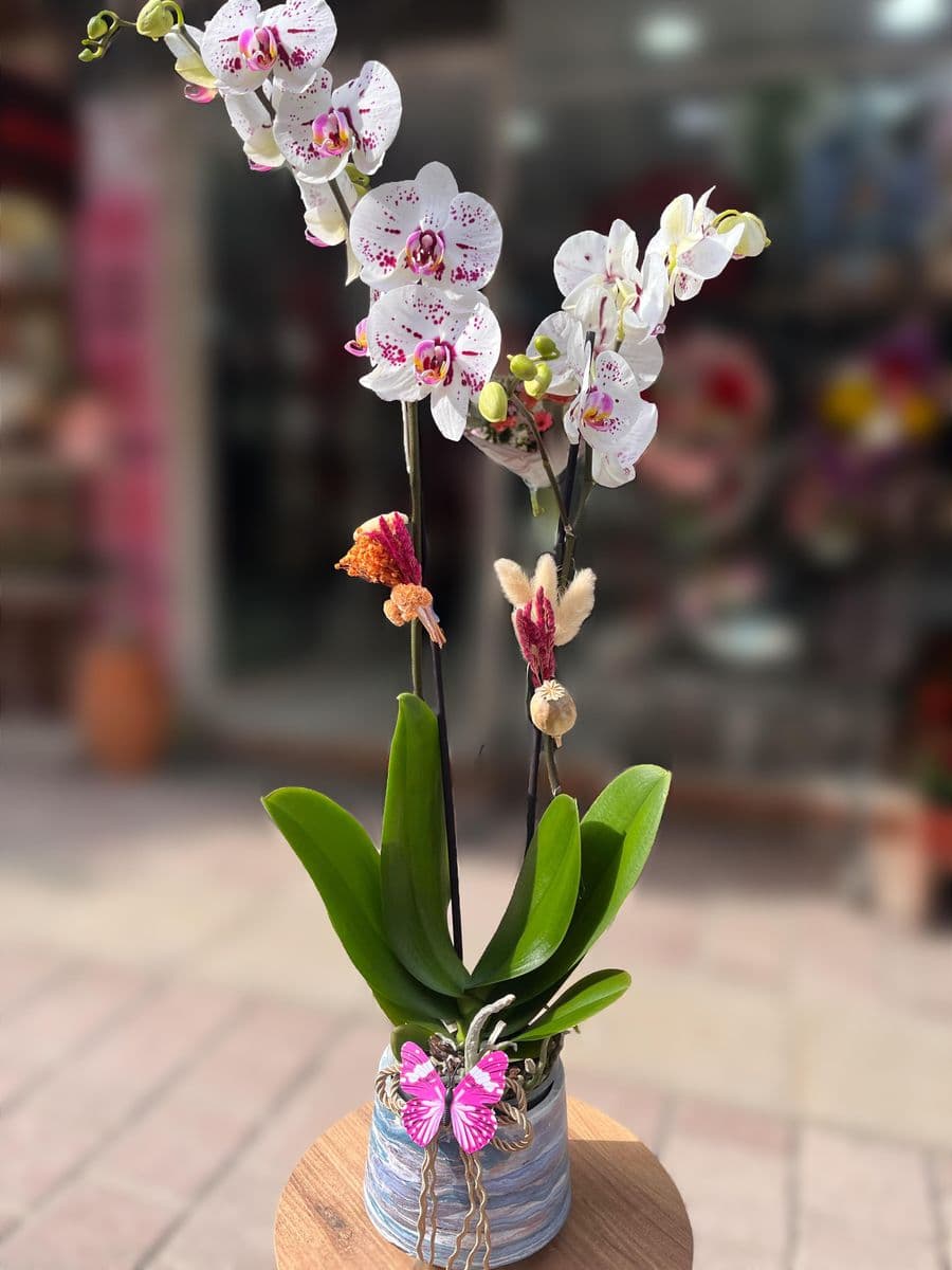 Çift Dallı Çilli Güzellik 