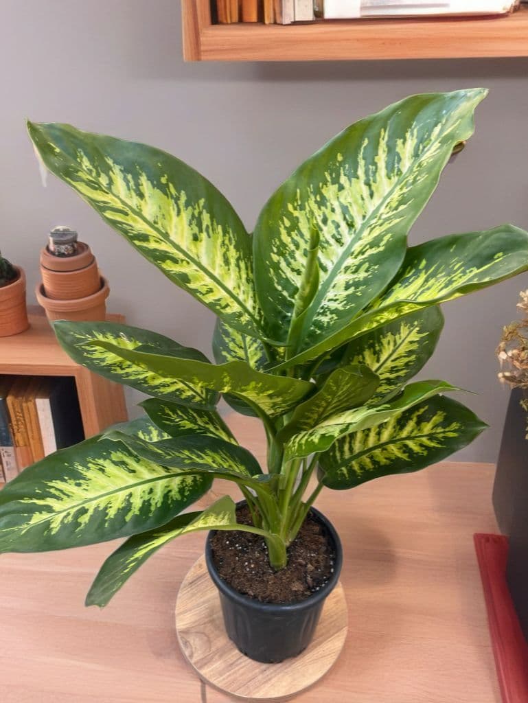 Difenbahya Güzeli - Görsel 1