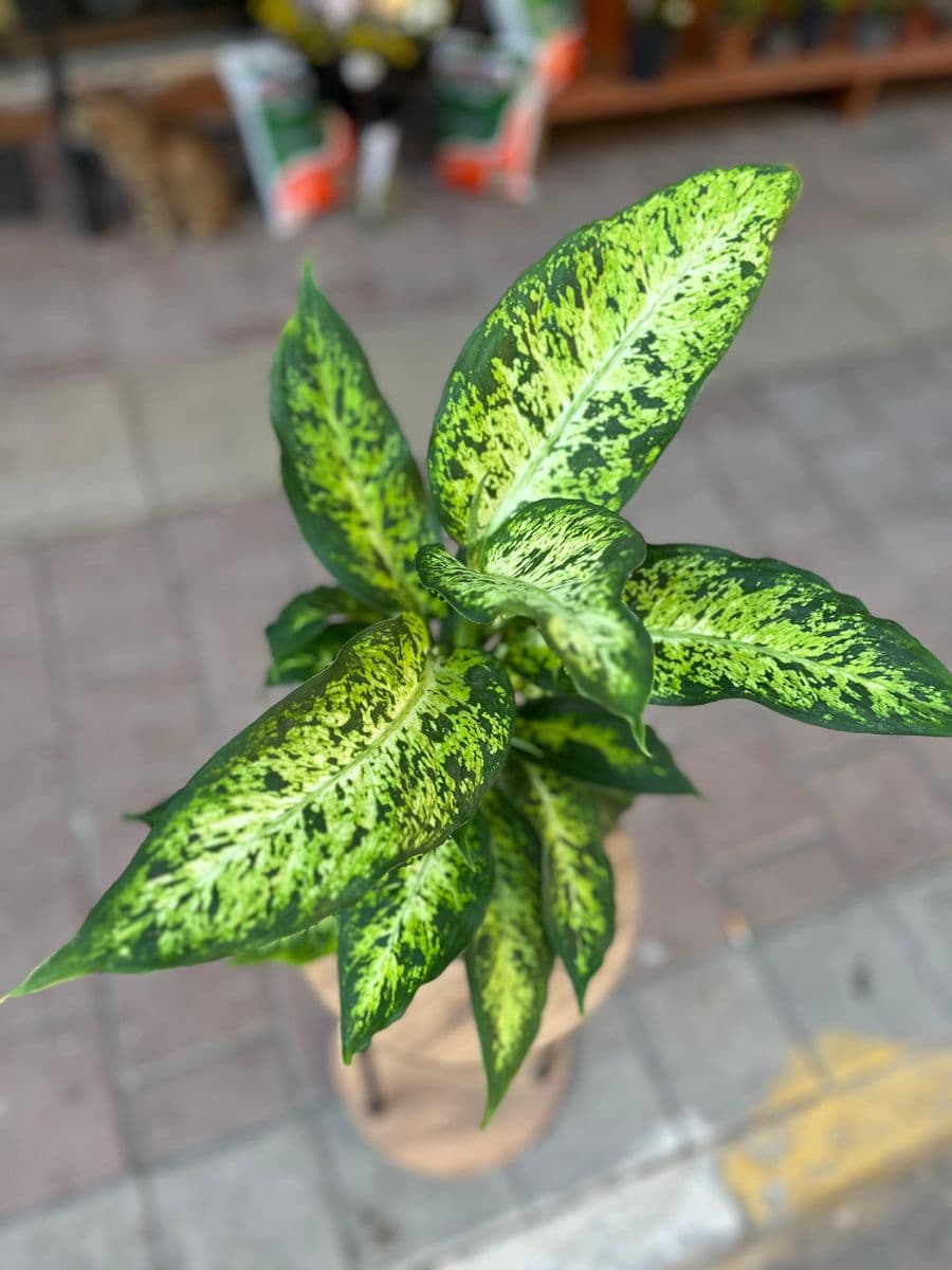 Aglaonema - Küçük Görsel 3