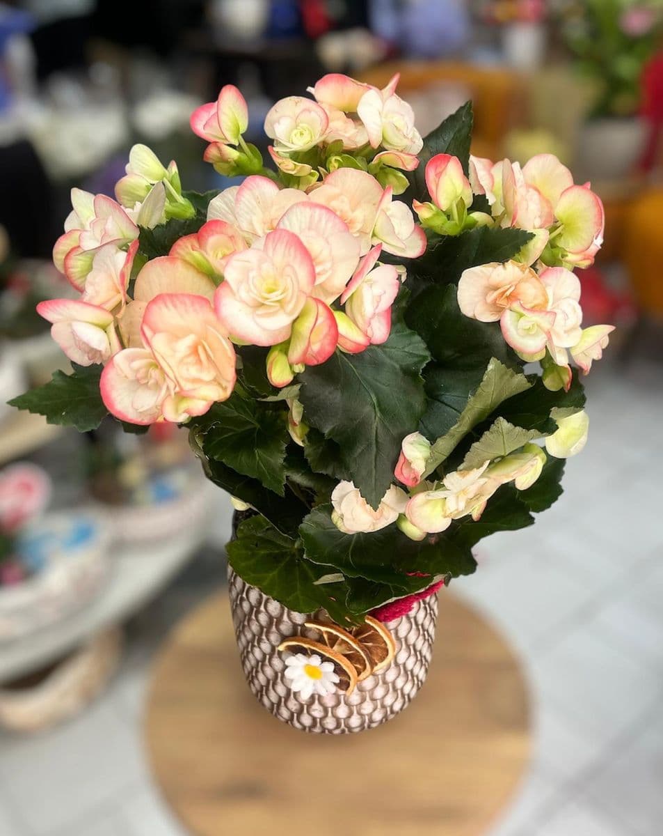 Dekor Saksıda Pembe Begonya