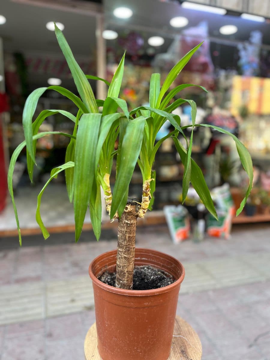 Yucca