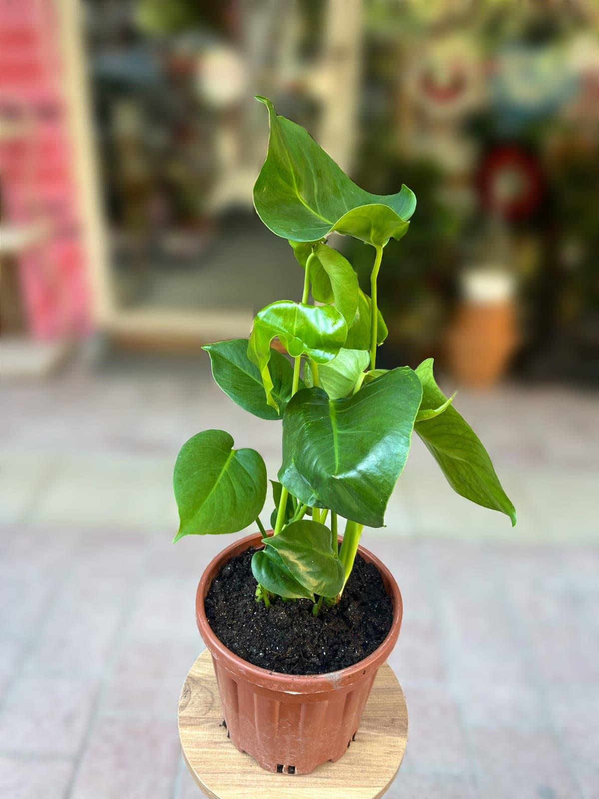 Deve Tabanı Monstera - Küçük Görsel 2