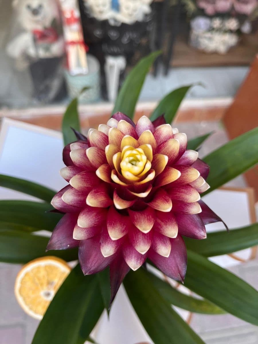 Mor Guzmanıa Hope - Küçük Görsel 3