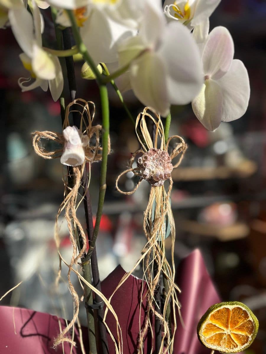 Pembe Jelatinde Çift Dallı Orkide - Küçük Görsel 2