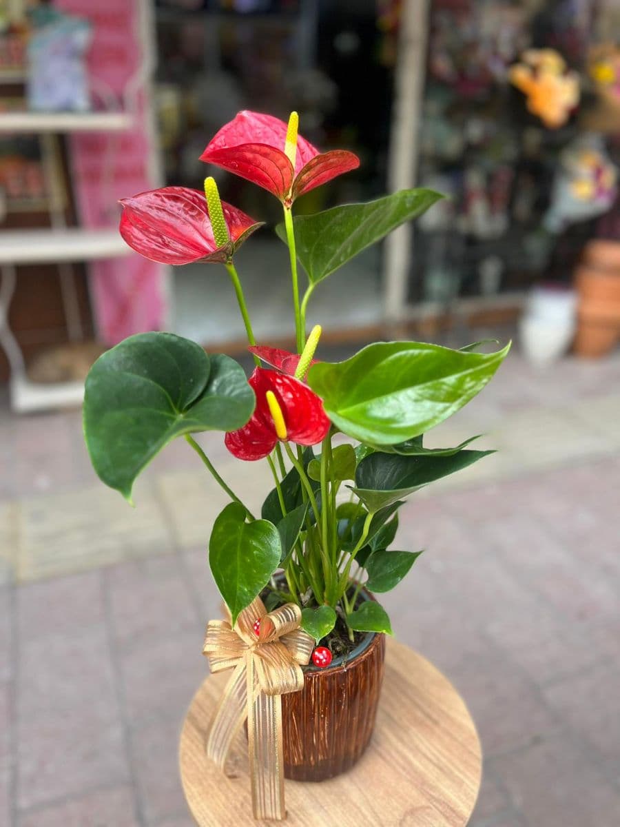 Dekor Saksıda Antoryum Çiçeği