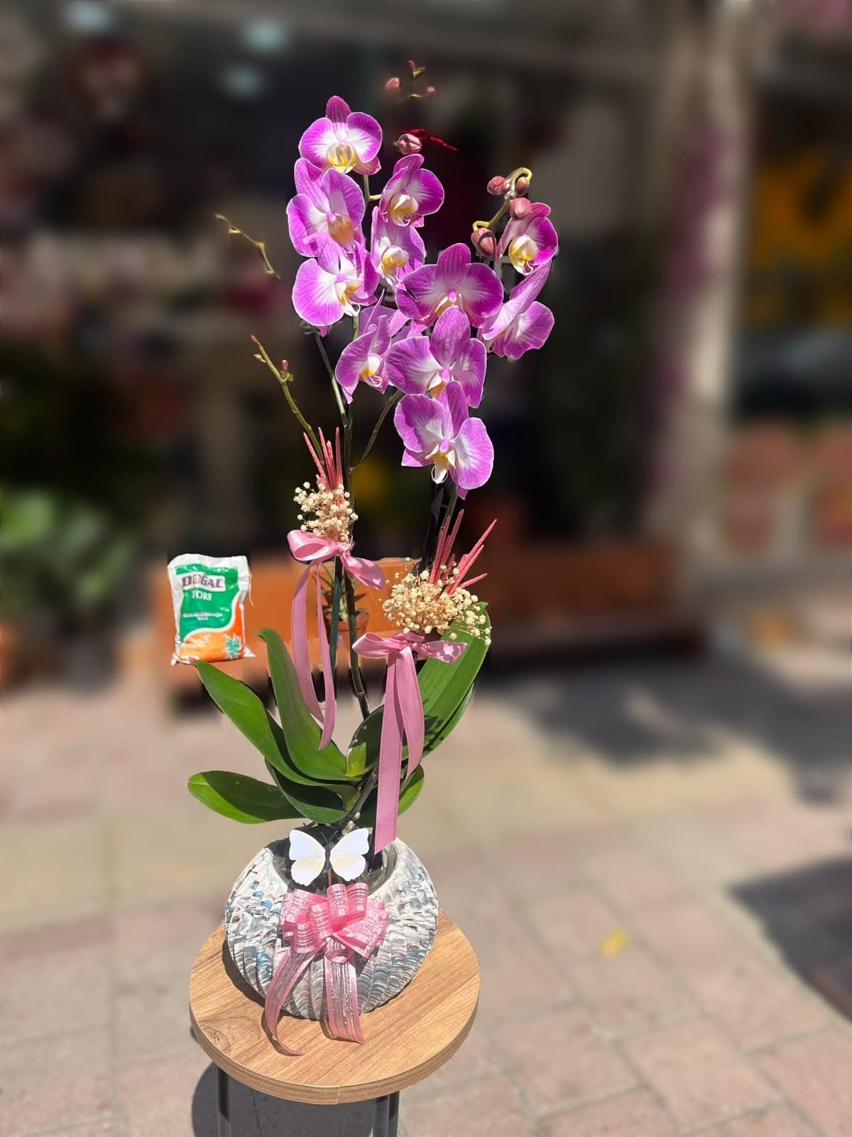 Midye Saksıda Şeker Pembe Orkide