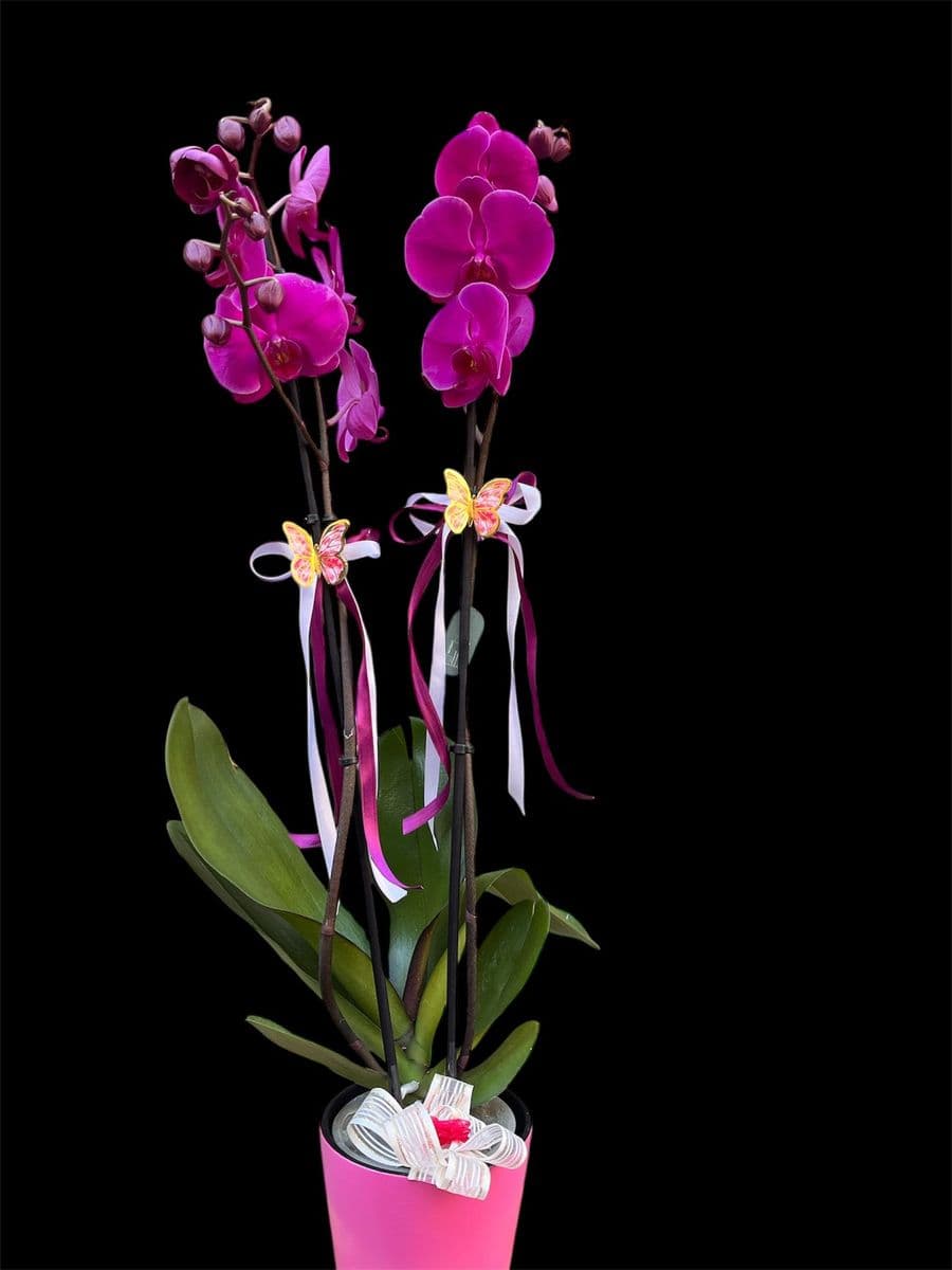 Çift Dallı Mor Orkide - Görsel 1