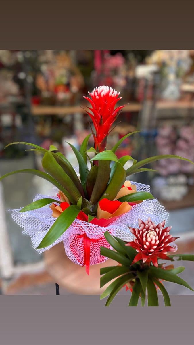 Guzmanıa Hope - Küçük Görsel 2