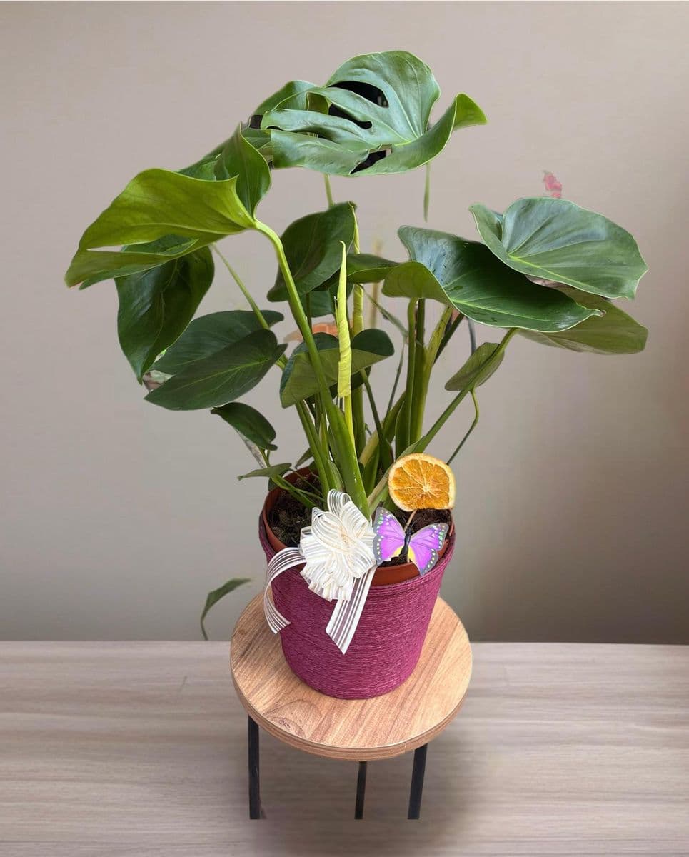 Monstera Güzelliği - Görsel 1