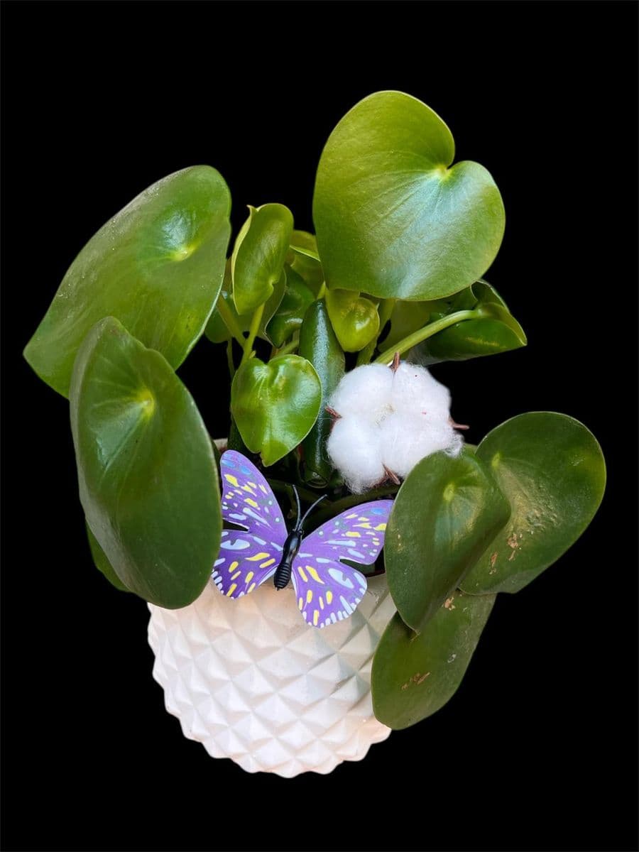 Para Çiçeği - Görsel 1