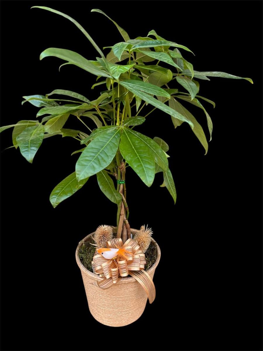 Pachira Para Ağacı  - Görsel 1