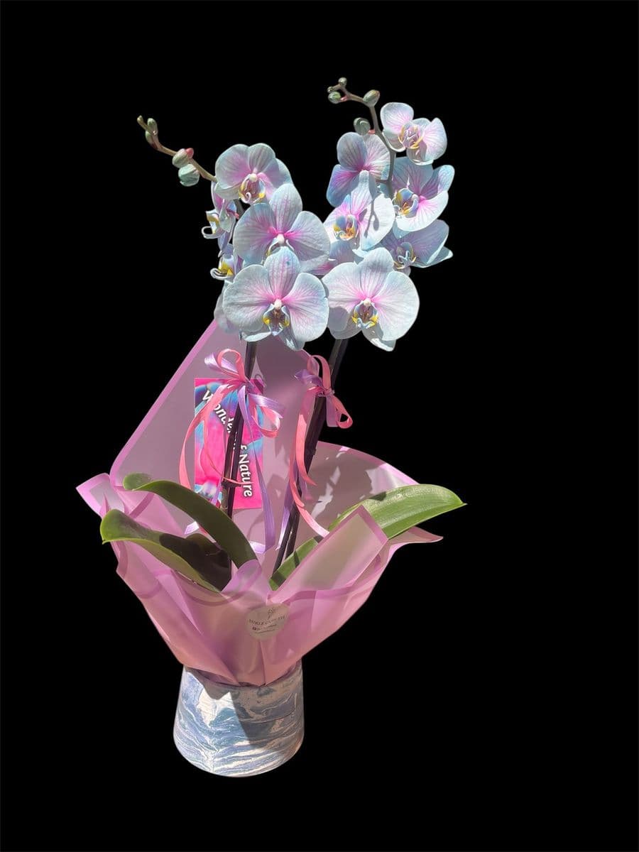 Wonder Orkide Zerafeti - Görsel 1