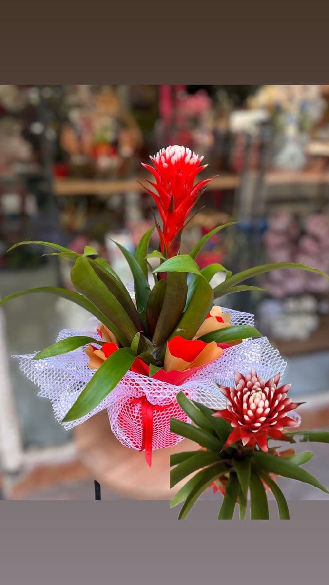 Guzmanı Hope - Görsel 1