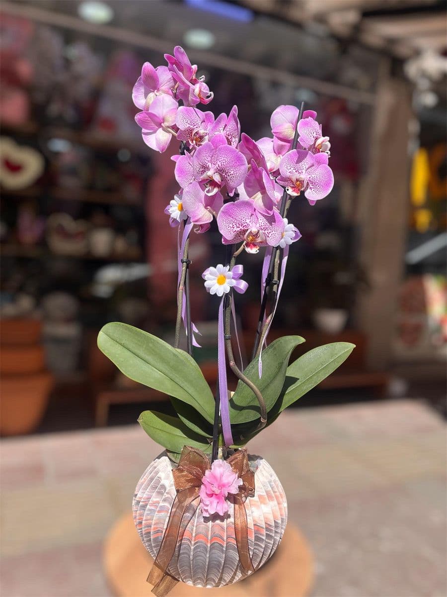 Midye Saksıda Pembe Orkide - Görsel 1