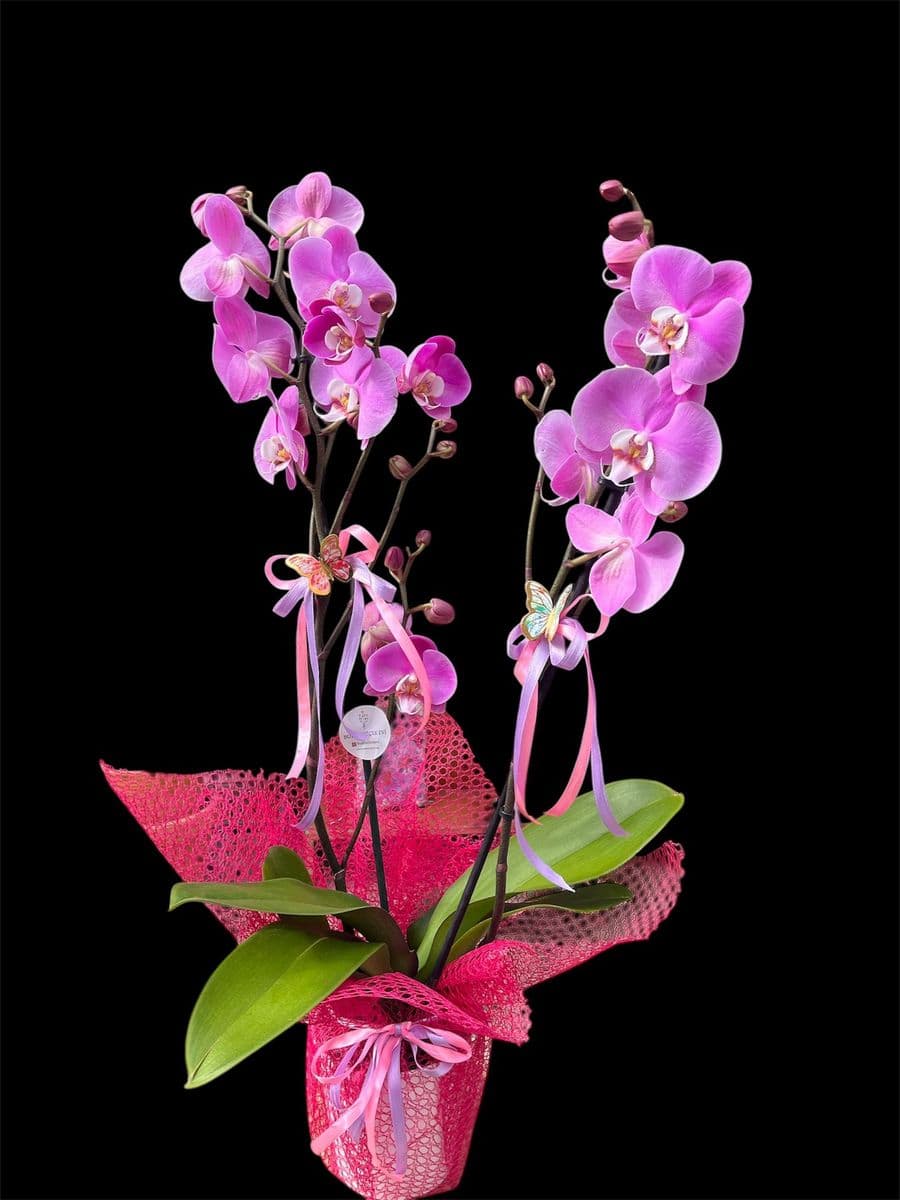 Pembe Lıke Orkide Güzelliği - Görsel 1
