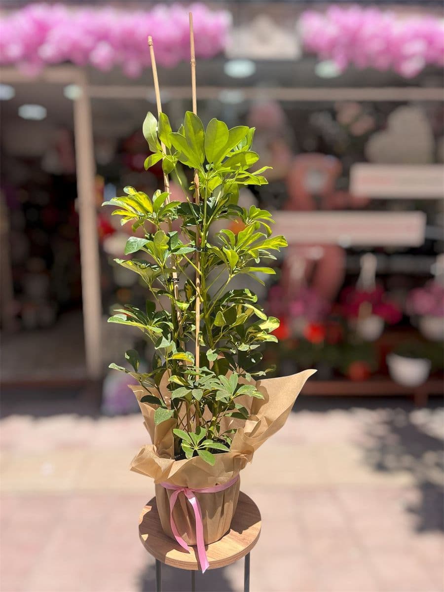 İkili Şeflera - Küçük Görsel 2