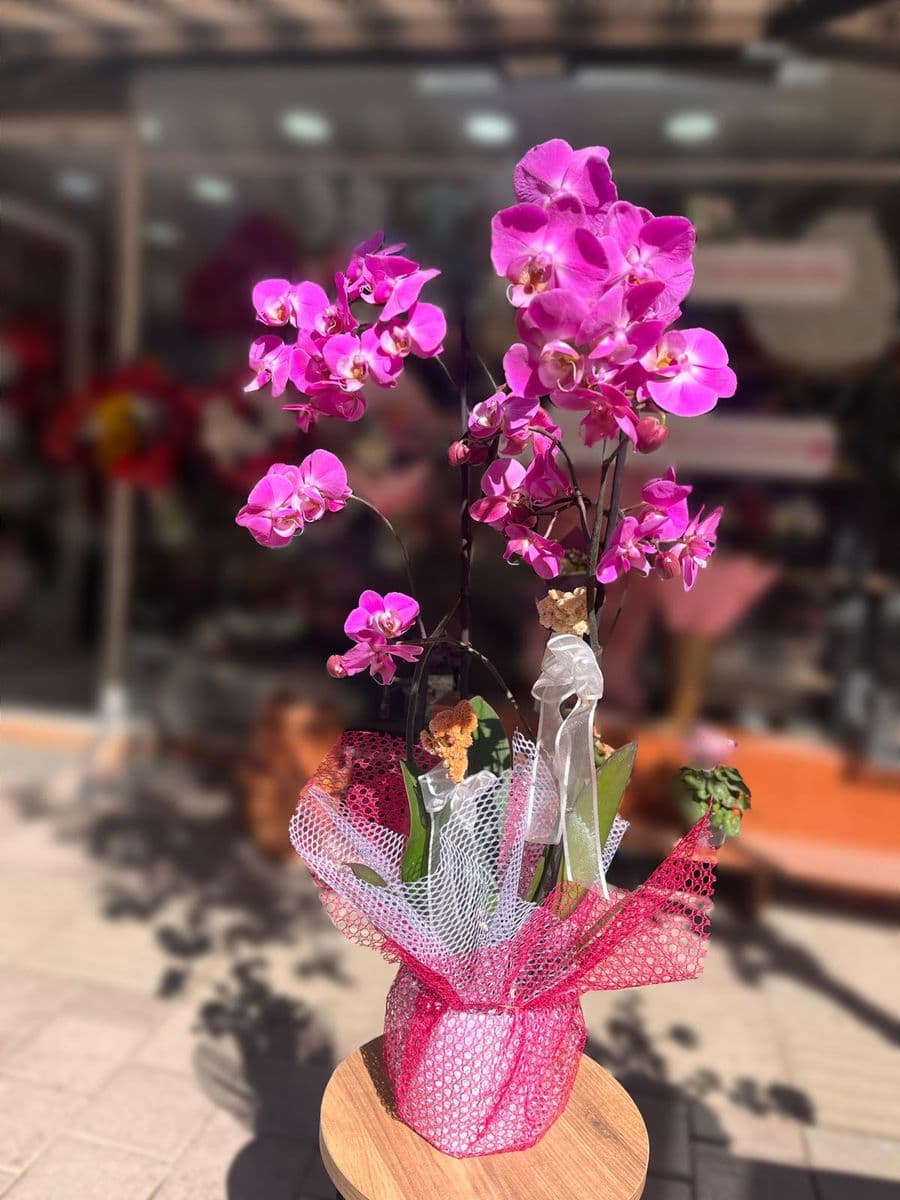 Dolgun Form Mor Orkide - Görsel 1