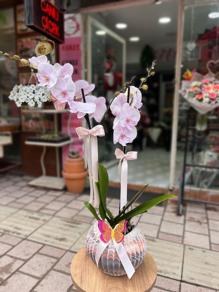  Pembe  Rüya Orkide  - Küçük Görsel 2