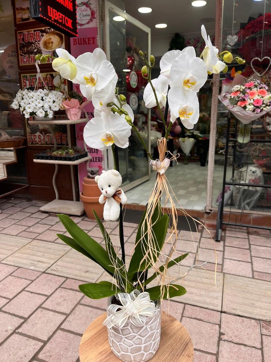 Beyaz Rüya Orkide - Küçük Görsel 2