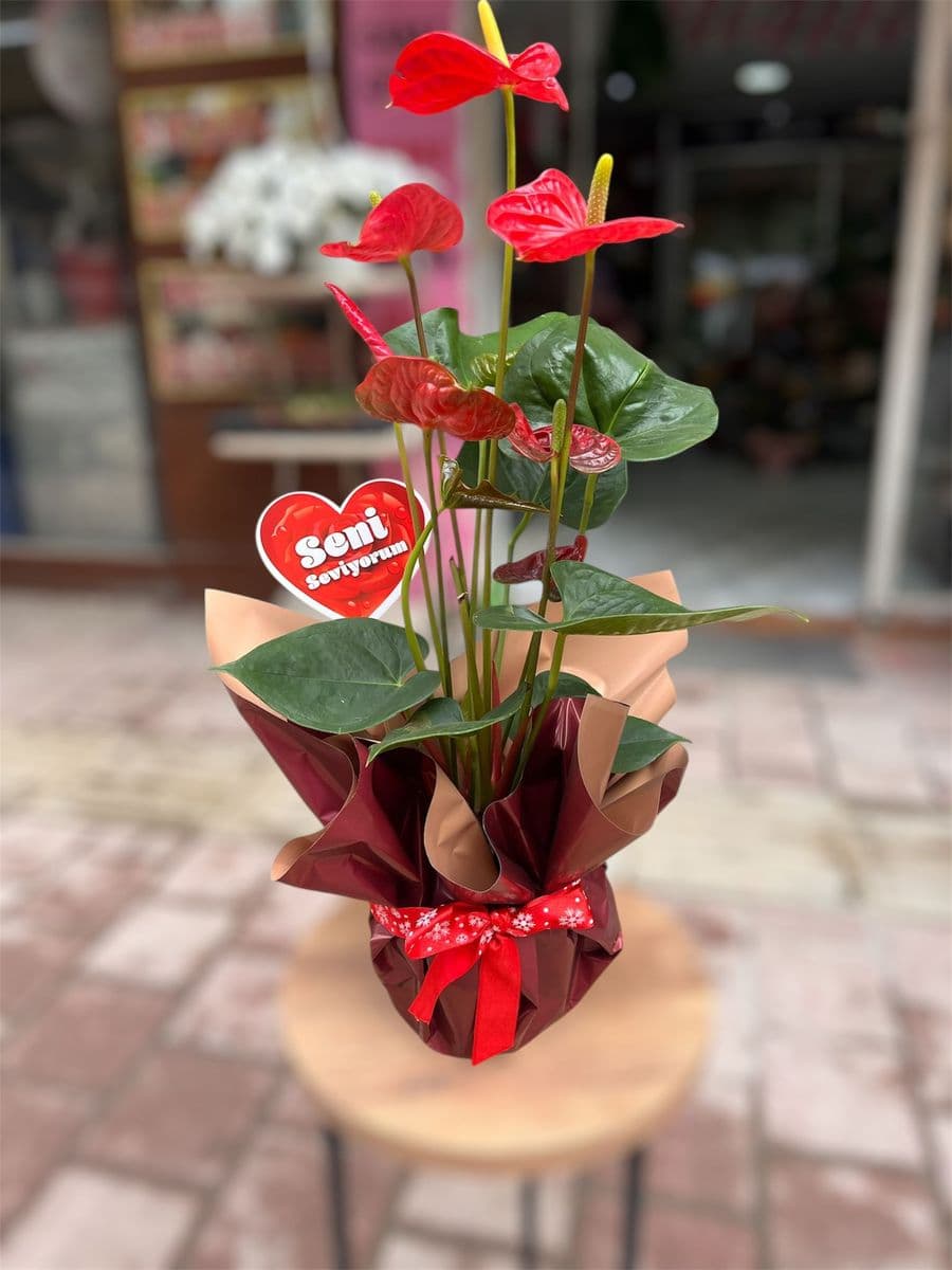 Large Antoryum Asaleti - Görsel 1