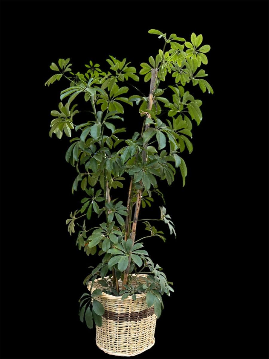 Hasır Sepette İkili Şeflera - Küçük Görsel 2