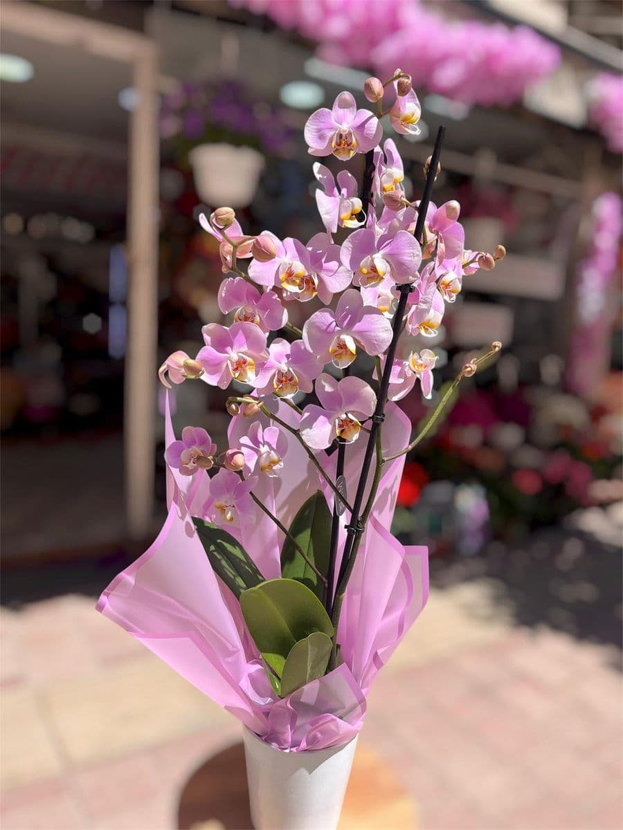 İnci Pembe Orkide - Küçük Görsel 2