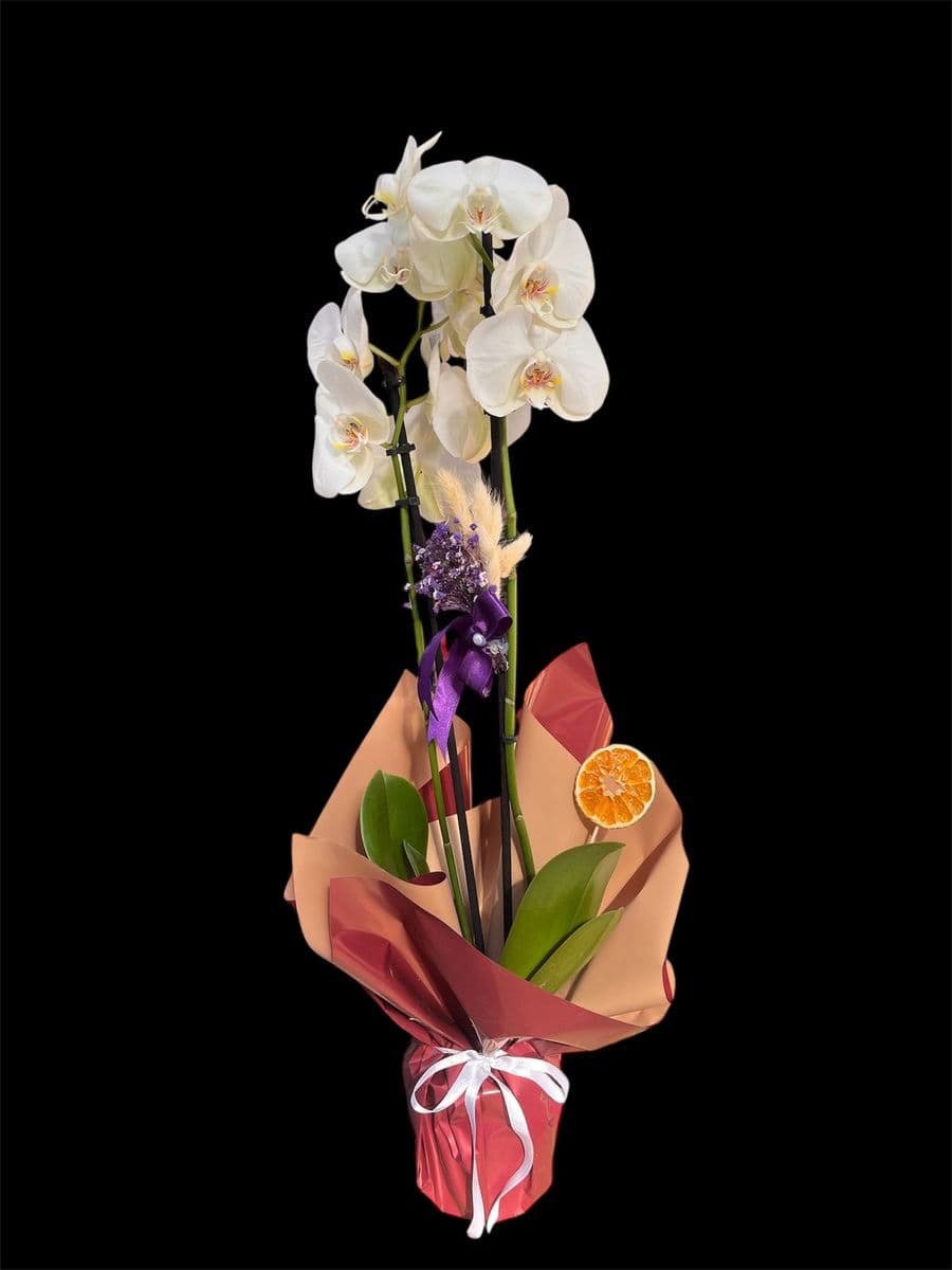 Mor Jelatinde Çift Dallı Orkide