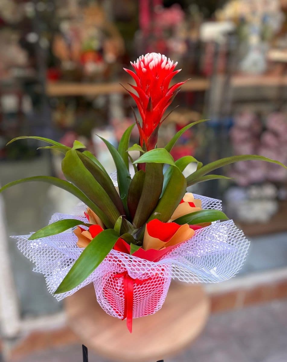 Guzmania Hope Kırmızı - Küçük Görsel 2