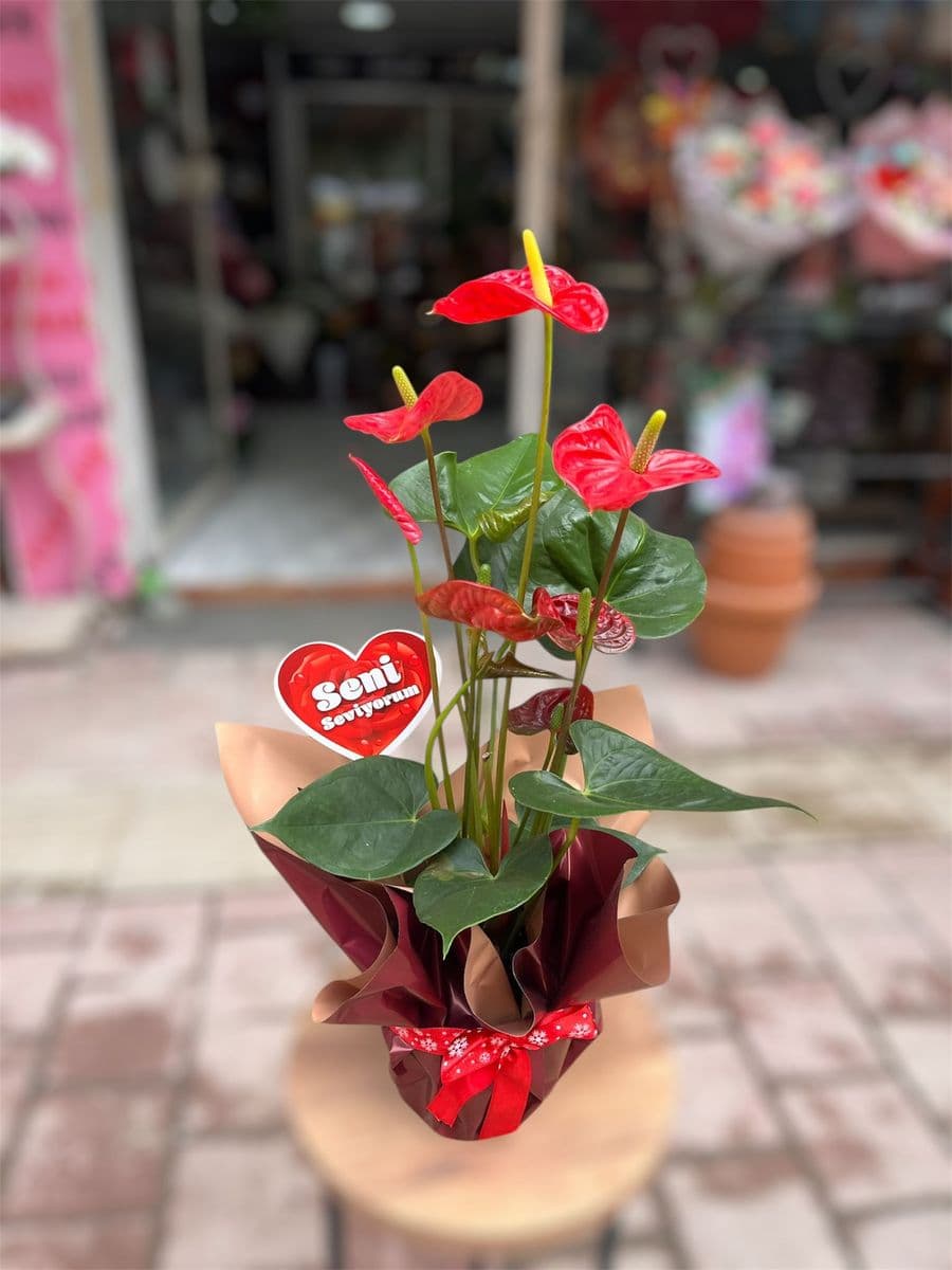 Large Antoryum Asaleti - Küçük Görsel 2