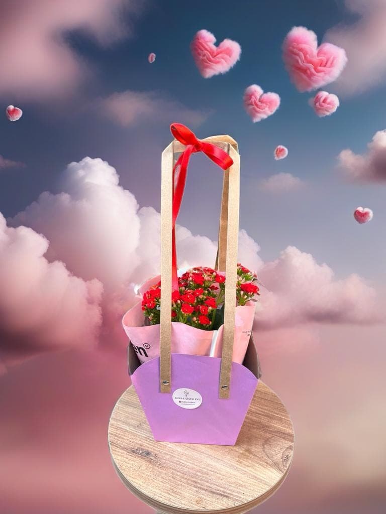 Saksıda Kalanchoe - Küçük Görsel 4