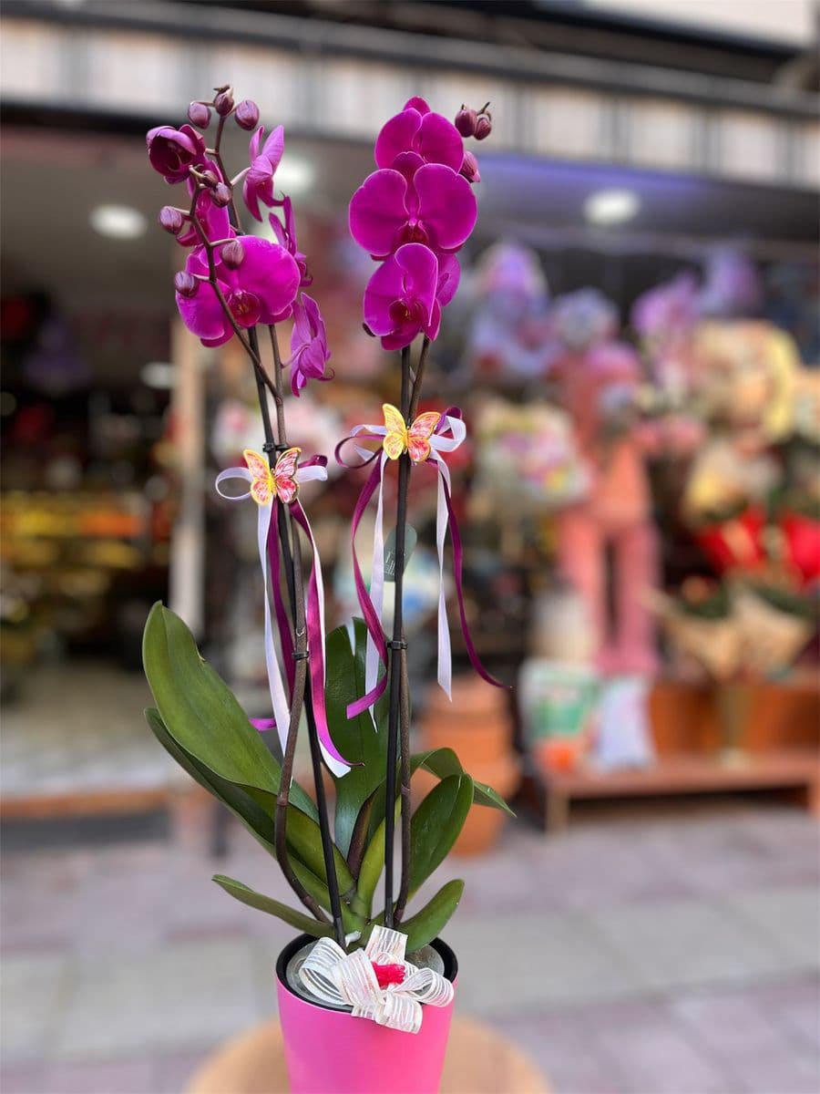 Çift Dallı Mor Orkide - Küçük Görsel 2