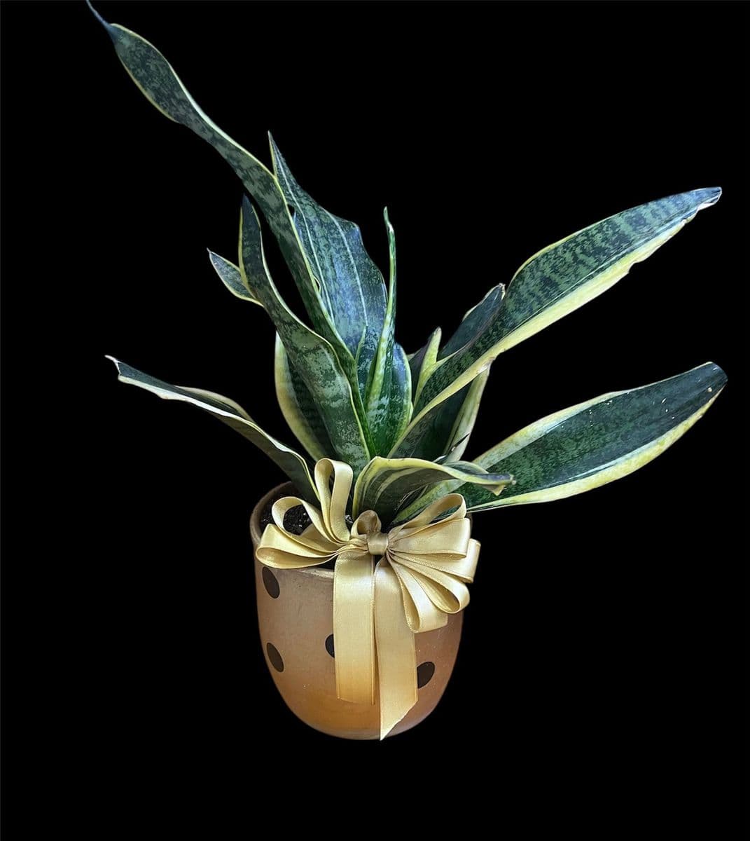 Benekli Saksıda Kılıç Çiçeği