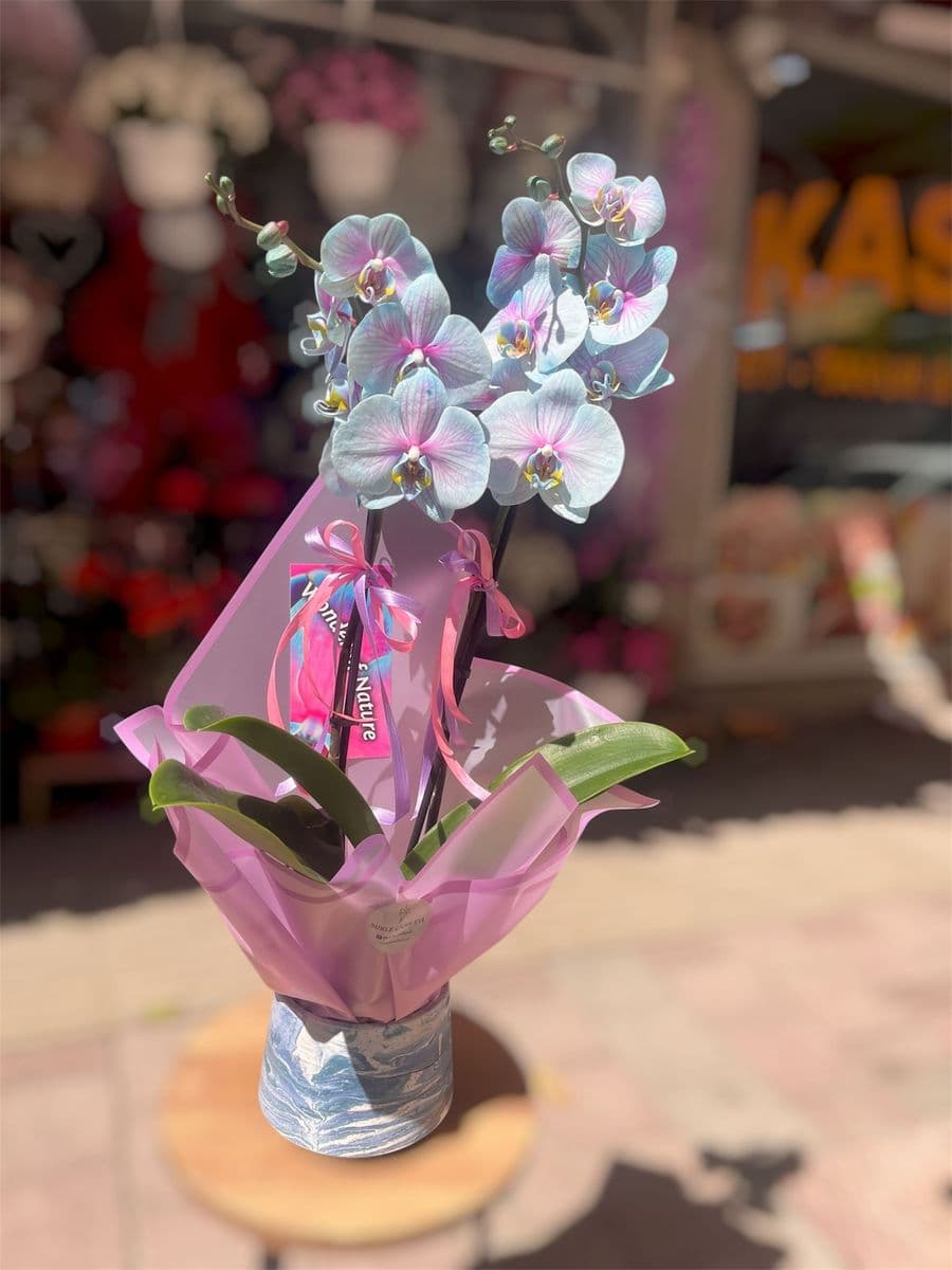 Wonder Orkide Zerafeti - Küçük Görsel 2