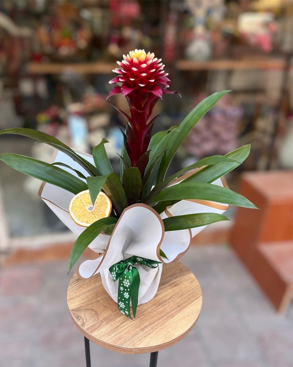 Guzmania Hope Mor - Küçük Görsel 2