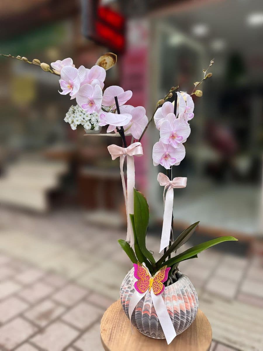  Pembe  Rüya Orkide  - Görsel 1