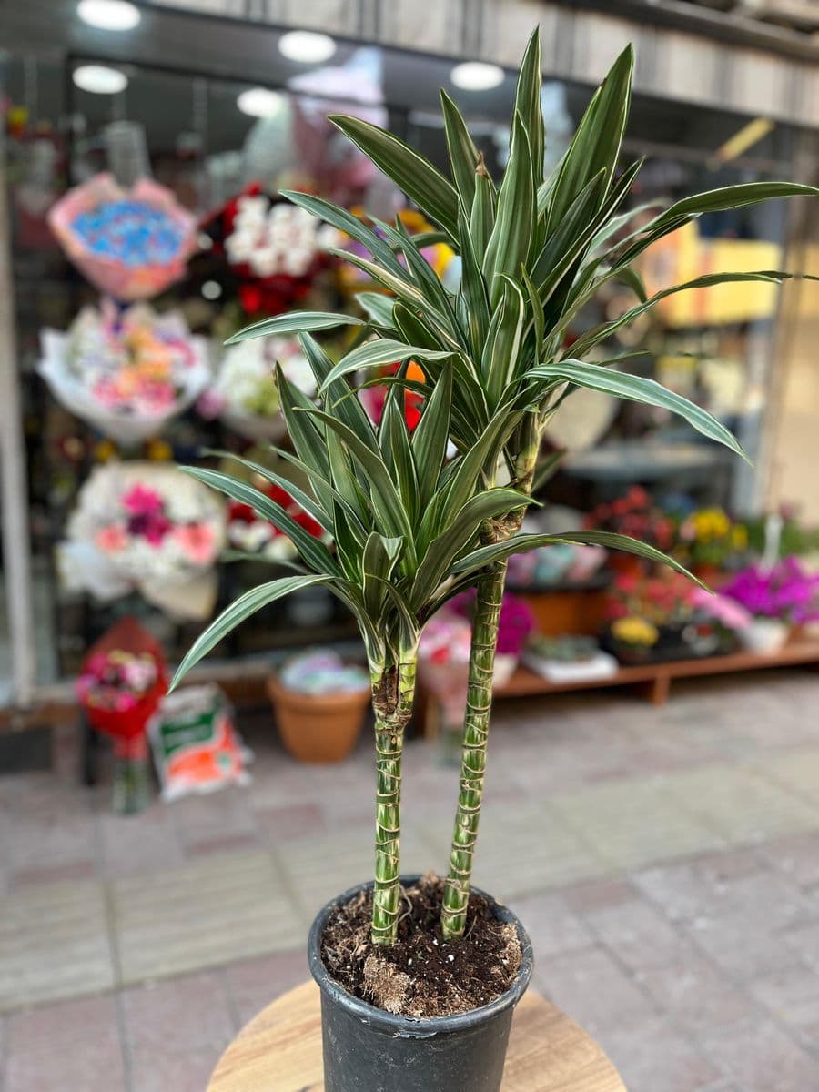 2 Li Yucca