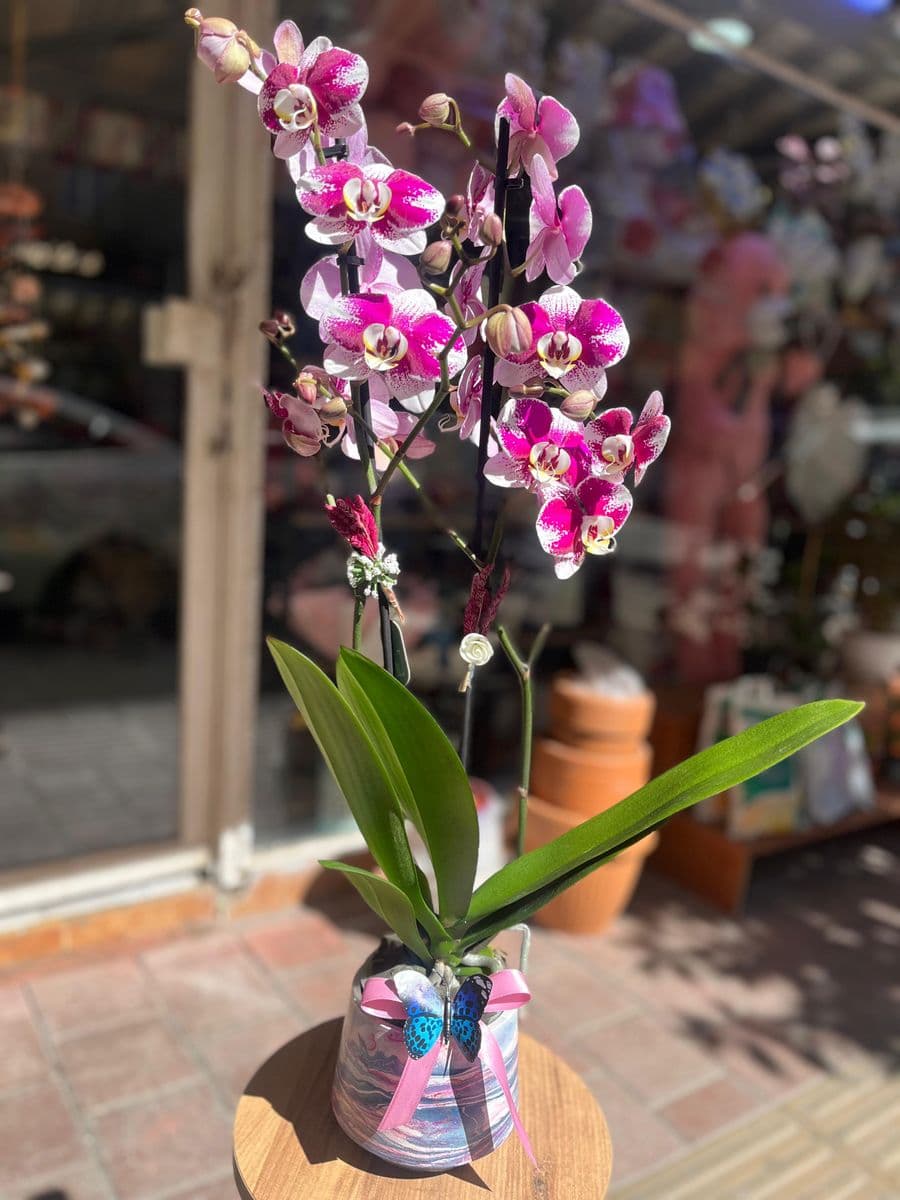 Çilli Orkide Güzelliği - Görsel 1