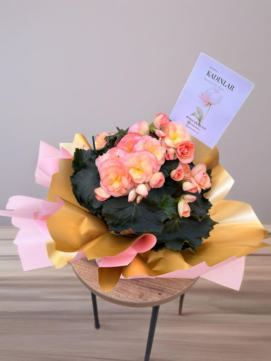 Pembe Begonya Güzelliği - Küçük Görsel 5