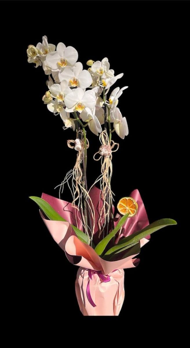 Pembe Jelatinde Çift Dallı Orkide