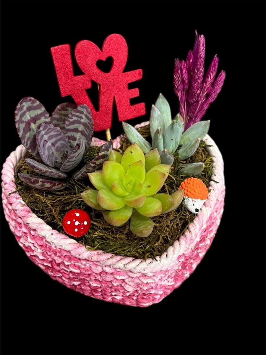 Canlı Kalp Saksıda Teraryum