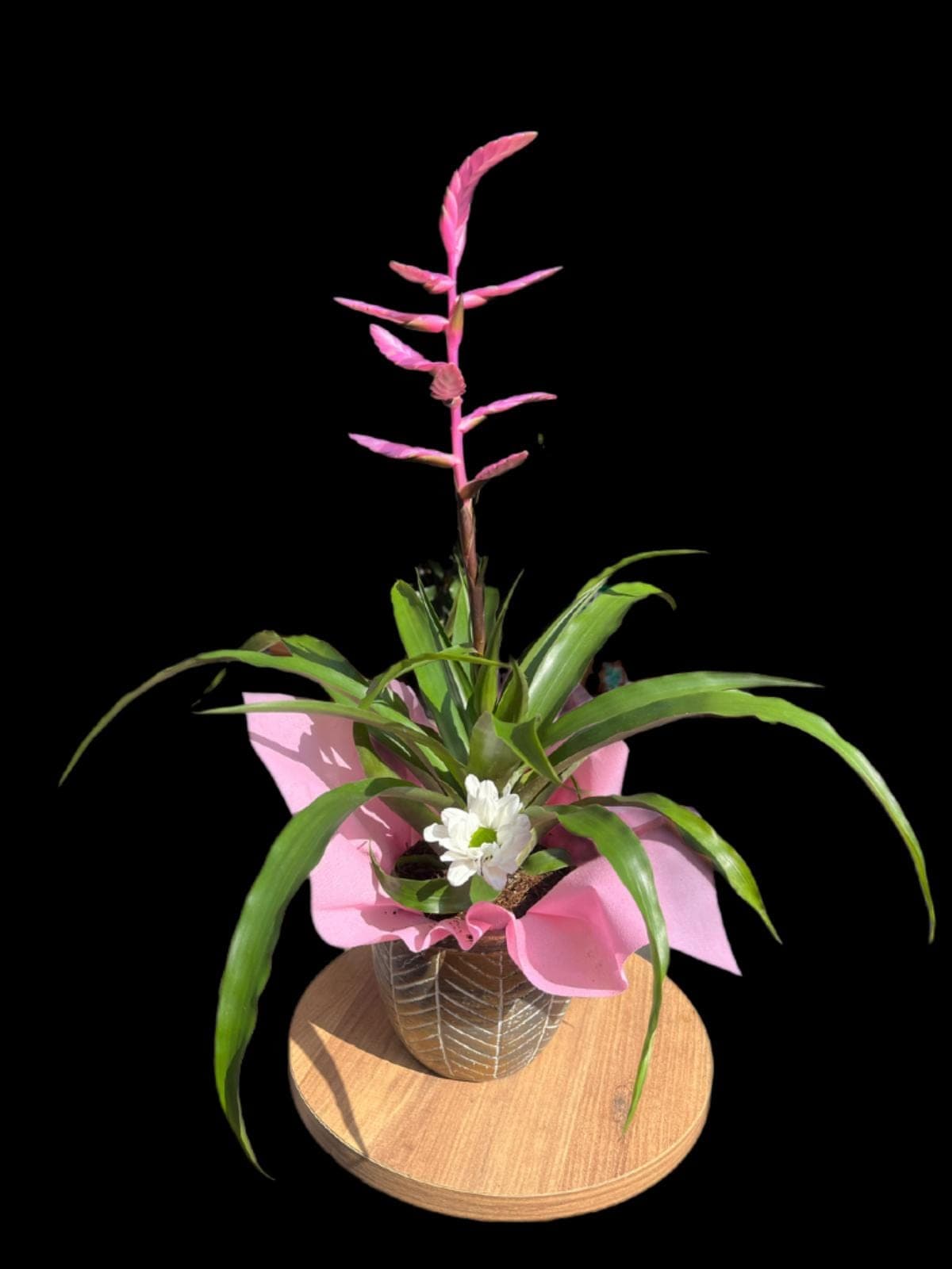 Pembe Tillandsia  - Görsel 1