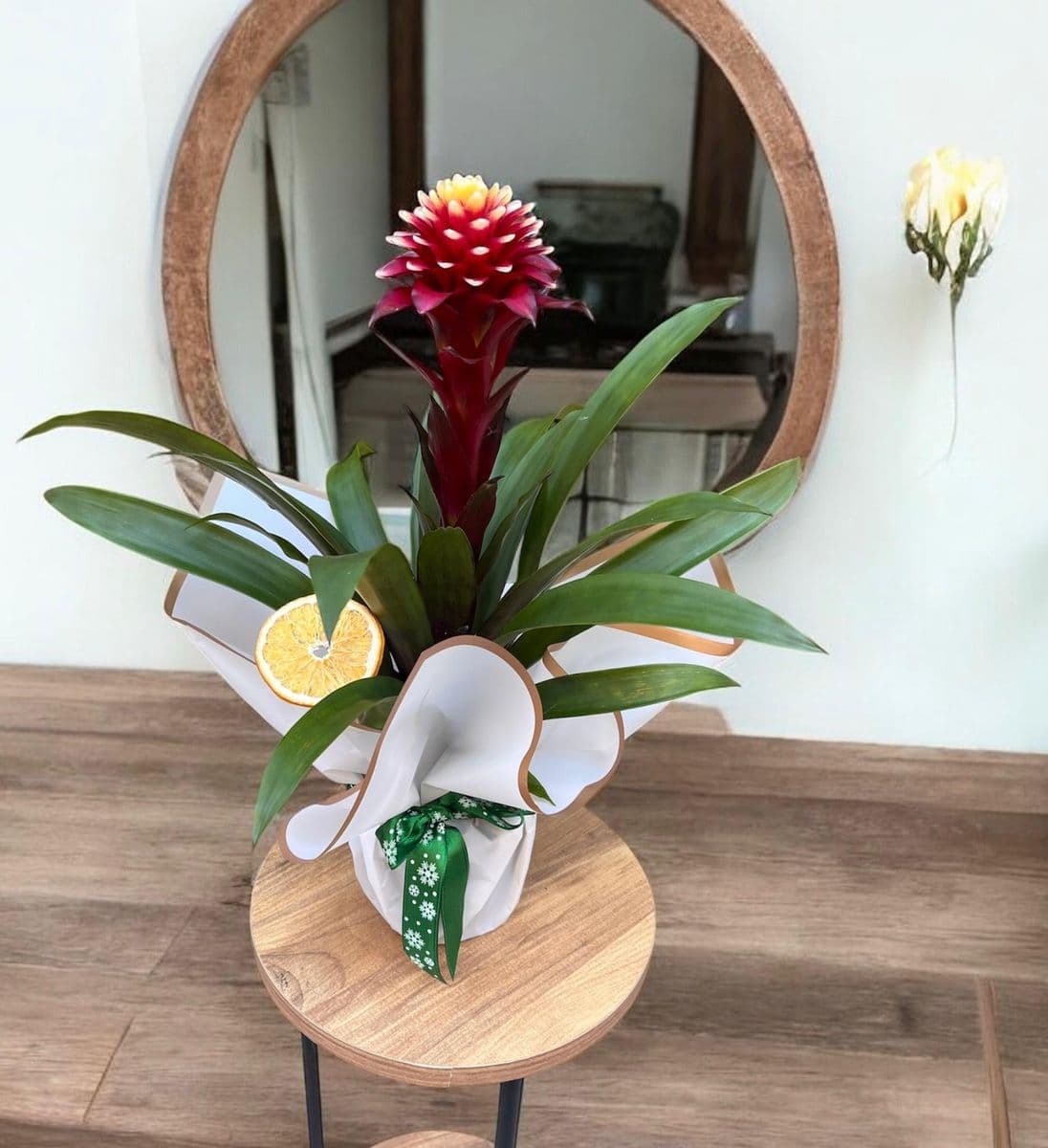 Guzmania Hope Mor - Küçük Görsel 3