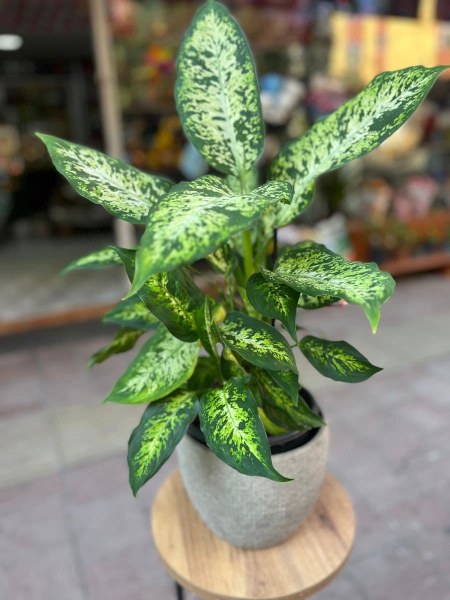 Dekor Saksıda Aglaonema - Küçük Görsel 2