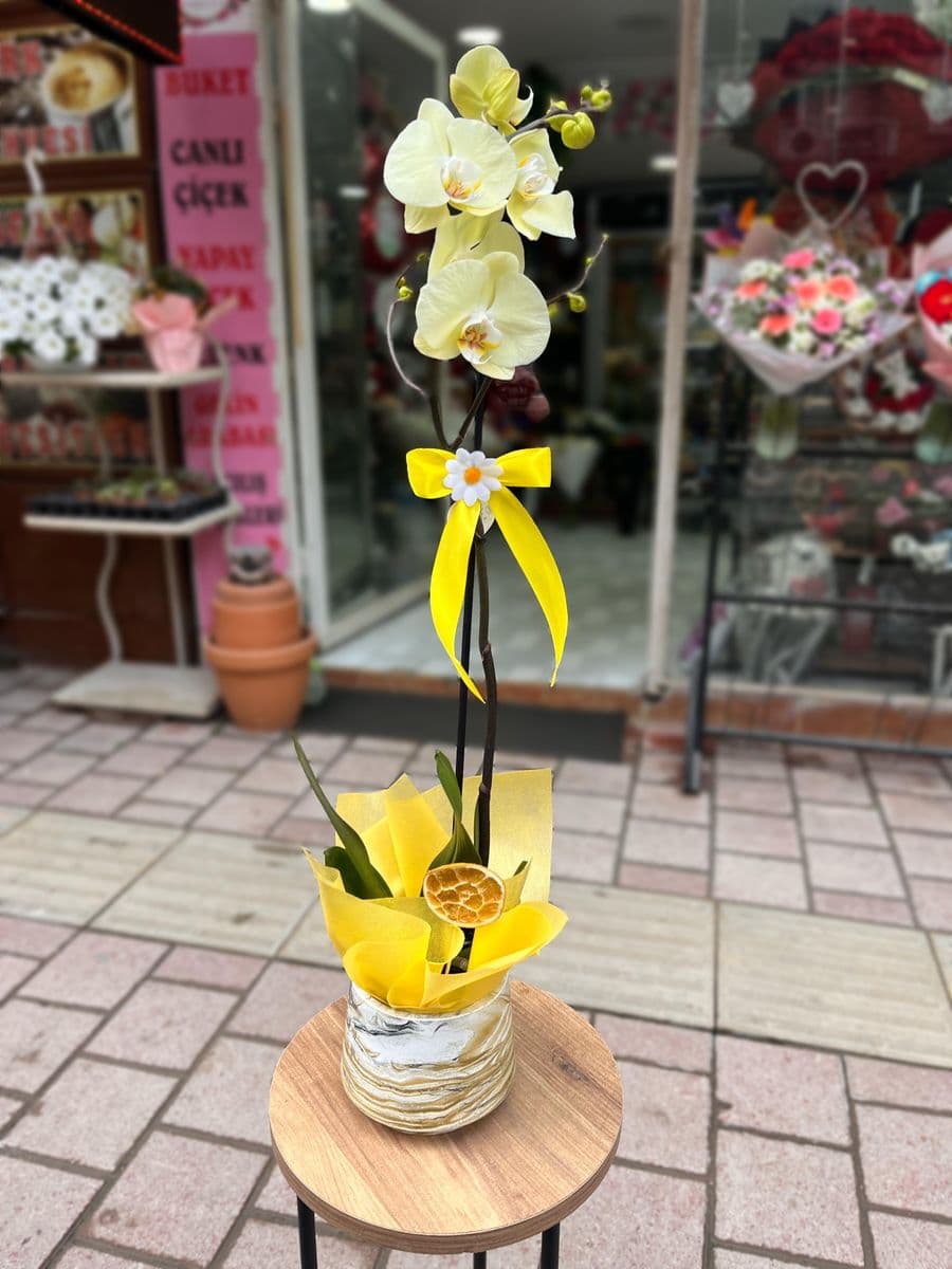 Limon Orkide Güzeli - Görsel 1