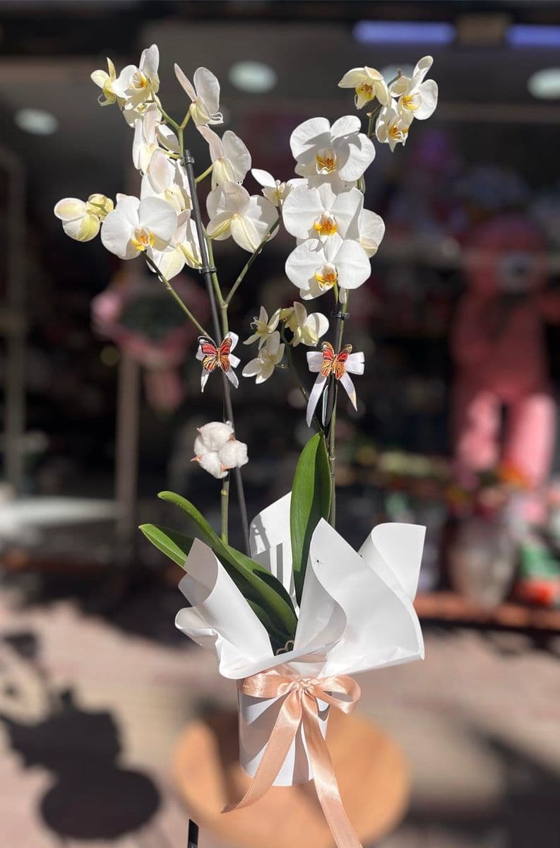 Çift Dallı Beyaz Orkide - Görsel 1