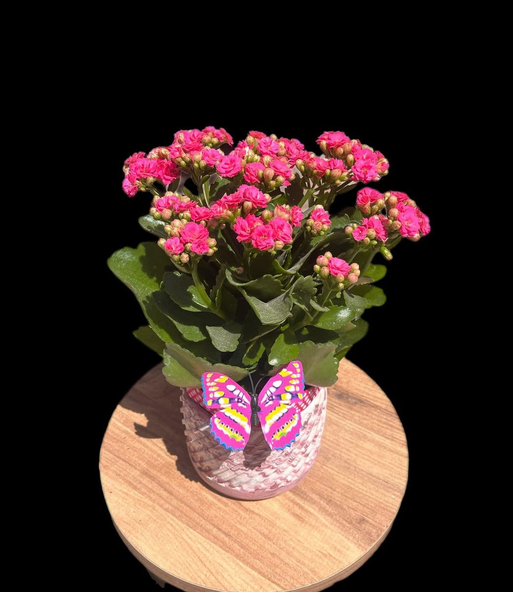 Seramik Saksıda Kalanchoe - Görsel 1