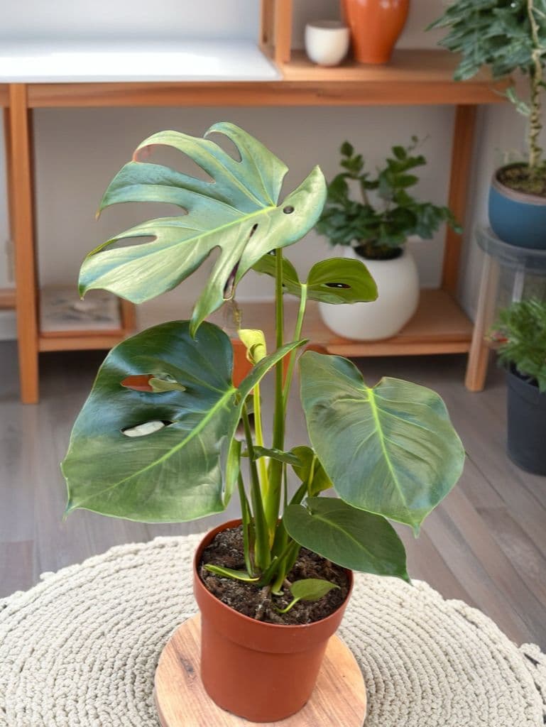 Monstera Şıklığı - Görsel 1